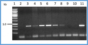 Evaluation of transgenic chickpea harboring codon-modified Vip3Aa against gram pod borer (Helicoverpa armigera H.)