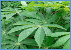 Advances in Genetic Analysis and Breeding of Cassava ( Manihot esculenta Crantz): A Review