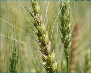 Identification of QTLs for wheat heading time across multiple-environments