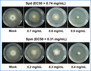 GmPAO-mediated polyamine catabolism enhances soybean Phytophthora resistance without growth penalty