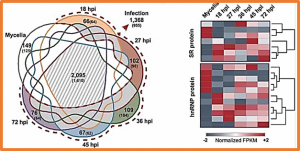 Alternative splicing diversifies the transcriptome and proteome of the rice blast fungus during host infection