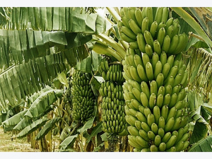 MaDREB1F confers cold and drought stress resistance through commonly regulating hormones synthesis and protectant metabolite contents in banana