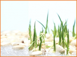 Rice CENTRORADIALIS 2 regulates seed germination and salt tolerance via ABA-mediated pathway