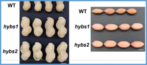 Multi-Omics Profiling Identifies Candidate Genes Controlling Seed Size in Peanut