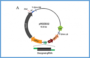 Design and construction of single guide RNA for CRISPR/Cas9 system based on the xa13 resistance gene in some varieties of rice (Oryza sativa) 