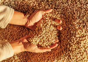 Researchers Construct Soybean`s Pan-3D Genome