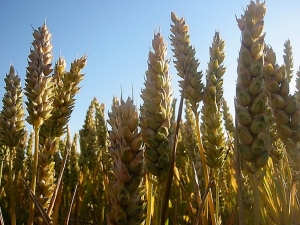 A SNP-based GWAS and functional haplotype-based GWAS of flag leaf-related traits and their influence on the yield of bread wheat (Triticum aestivum L.)