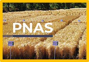 The next era of crop domestication starts now