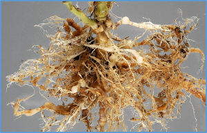 First report of the root-knot nematode Meloidogyne enterolobii on sweet potato in Georgia, United States