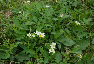 Genome sequence analysis provides insights into the mode of 2n egg formation in Solanum malmeanum