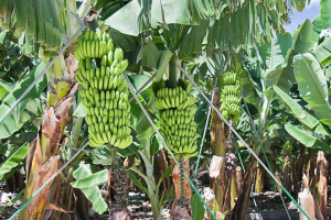 Advances in Somatic Embryogenesis of Banana