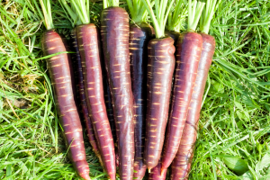 Gene Editing Makes Purple Carrots