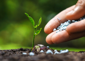 Researchers Develop Coated Microbes to Reduce the Use of Chemical Fertilizers