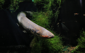 Electric Eels Transfer Genes to Nearby Animals Through Electroporation