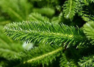 NC State`s Genetically-Improved Christmas Trees Grow Faster, Retain Needles Longer