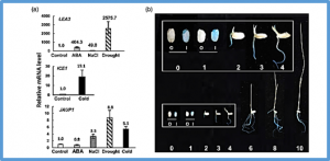 A newly evolved rice-specific gene JAUP1 regulates jasmonate biosynthesis and signalling to promote root development and multi-stress tolerance