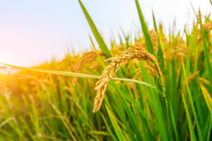 OsbZIP1 Mutation Contribute to the Improvement of Rice Yield