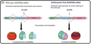 In pursuit of purple: anthocyanin biosynthesis in fruits of the tomato clade