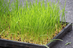Uncovering Novel QTLs and Candidate Genes for Salt Tolerance at the Bud Burst Stage in Rice through Genome-Wide Association Study