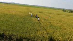 Rice-fallow targeting for cropping intensification through geospatial technologies in the rice belt of Northeast India