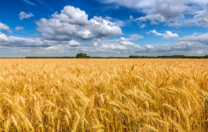 CRISPR Boosts Immunity and Yield of Wheat