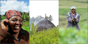 Three agricultural innovations win first round of the Ukama Ustawi Scaling Fund