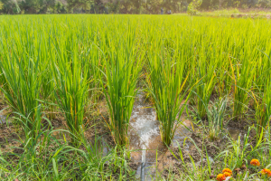 Researchers Target OsRBCS3 for Improving Rice Chilling Tolerance