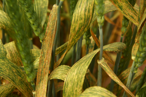 CRISPR Improves Leaf Rust Resistance of Wheat