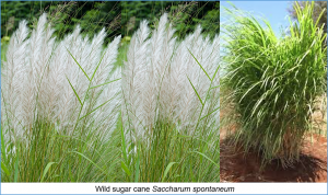Unveiling the predominance of Saccharum spontaneum alleles for resistance to orange rust in sugarcane using genome-wide association