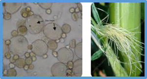 Research Pinpoints Key Gene in Pollen Development