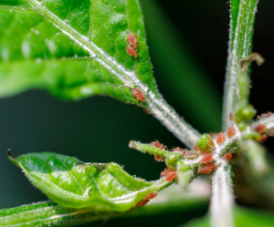 Plant`s Drought Stress Hormone Blocks Spider Mites