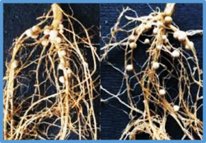 Genetically optimizing soybean nodulation improves yield and protein content