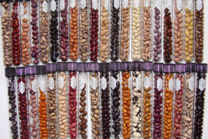 Banking on Biodiversity: conservation starts with seeds 