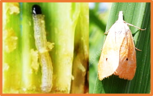 Multiomics-assisted characterization of rice-Yellow Stem Borer interaction provides genomic and mechanistic insights into stem borer resistance in rice