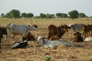 Searching for easy indicators for degraded tropical pastureland soils