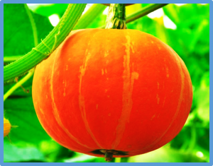 Fine mapping and transcriptome profiling reveal CpAPRR2 to modulate immature fruit rind color formation in zucchini (Cucurbita pepo)