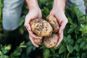 FSANZ Invites Comments on Food Derived from GM Potato