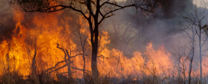 FAO launches updated guidelines to tackle extreme wildfires