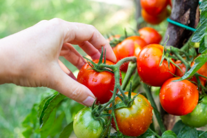 Researchers Analyze Salt Stress Tolerance of Wild Tomatoes