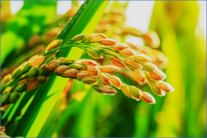 CRISPR Increases Seed Protein Levels in Rice and Soybean