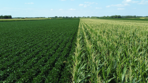 MARA Issues List of GM Maize and Soybean Approved for Planting in China