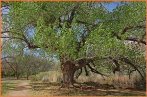 Intensive leaf cooling promotes tree survival during a record heatwave
