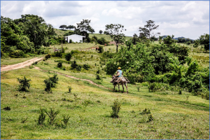 At UN Biodiversity COP16, FAO steers countries to find solutions in agrifood systems