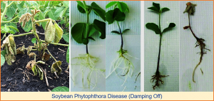 Genetic dissection of resistance to Phytophthora sojae using genome-wide association and linkage analysis in soybean [Glycine max (L.) Merr.]