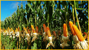 Advancements and Prospects of Genome-Wide Association Studies (GWAS) in Maize