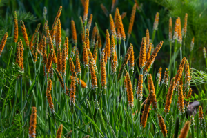 Genomes of Alopecurus Grasses Shed Light on Weed Resistance