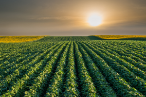 Paper Examines Global Crop Export Trade of GM Technology