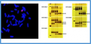 The decreased expression of GW2 homologous genes contributed to the increased grain width and thousand grain weight in wheat-Dasypyrum villosum 6VS&bull;6DL translocation lines