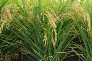 Knockout of OsPRP1, a gene encoding proline-rich protein, confers enhanced cold sensitivity in rice (Oryza sativa L.) at the seedling stage