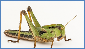 Locust density shapes energy metabolism and oxidative stress resulting in divergence of flight traits 